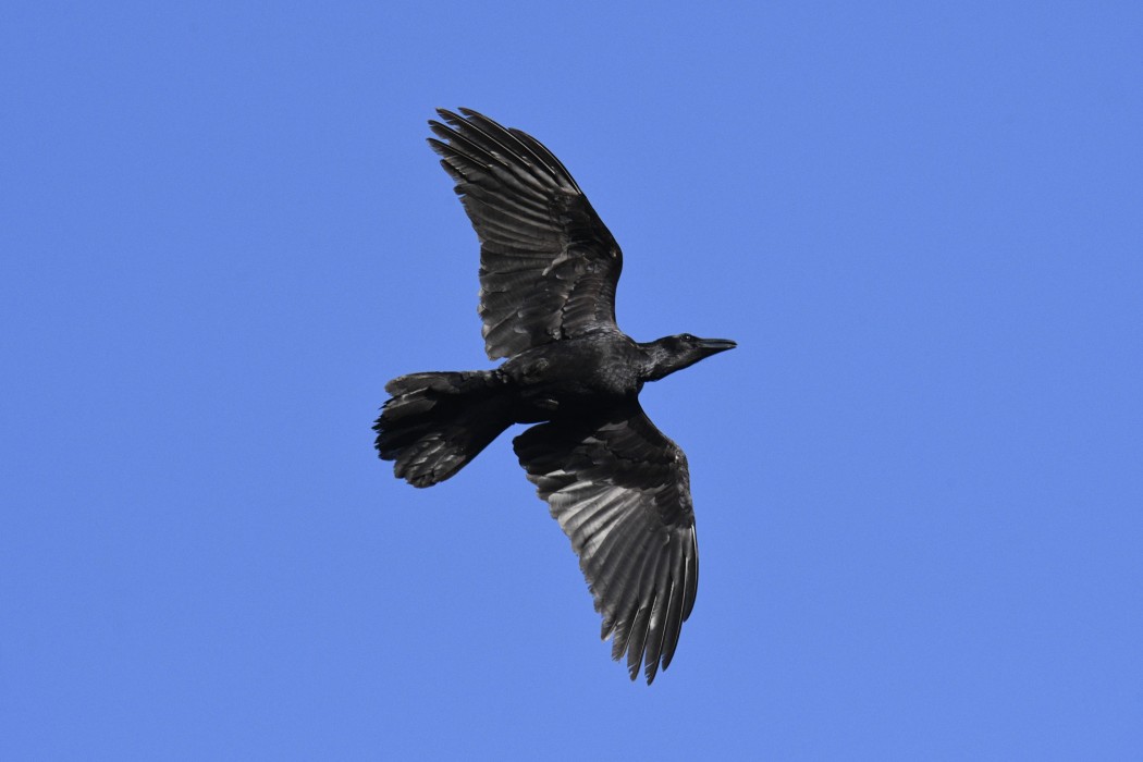 Northern Raven