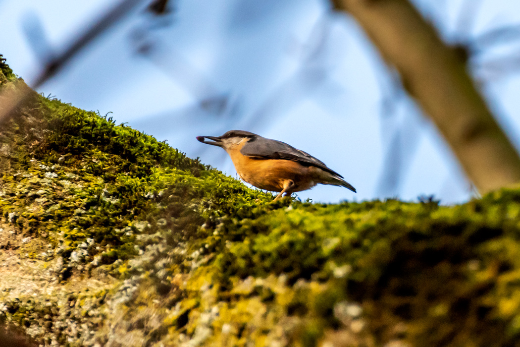 Eurasian Nuthatch