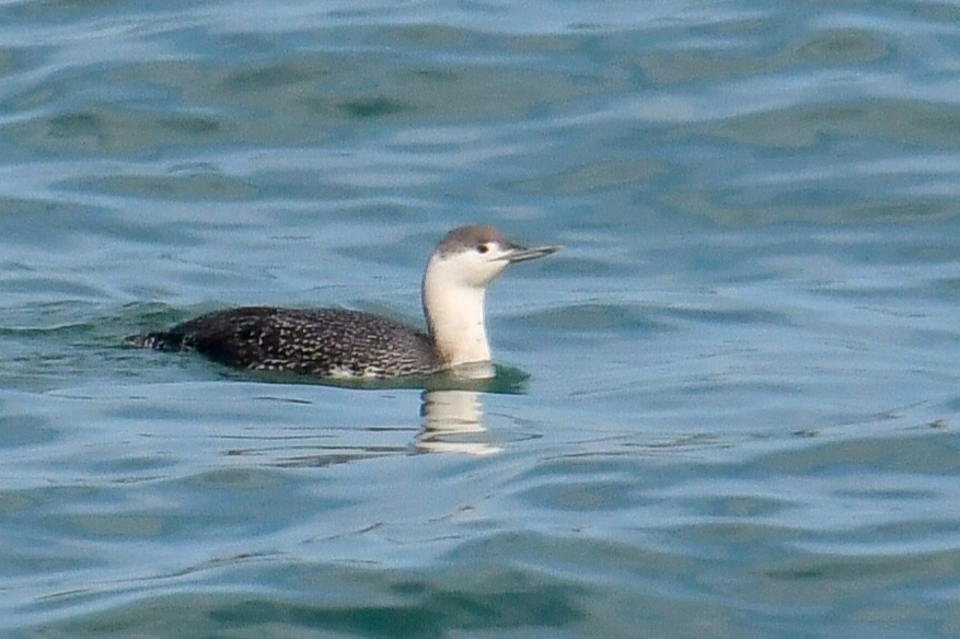 Red-throated Loon