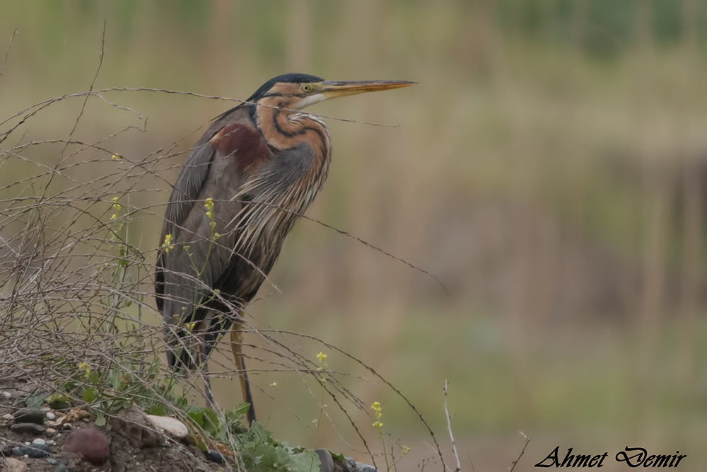 Purple Heron