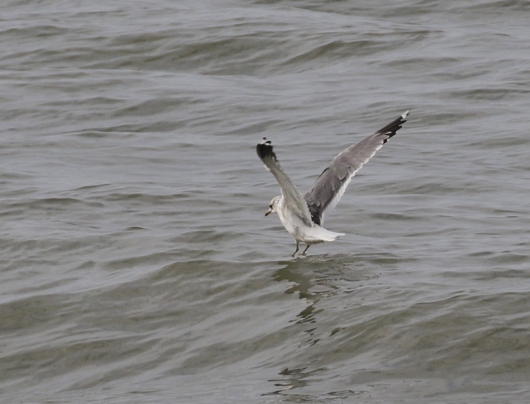 Common Gull