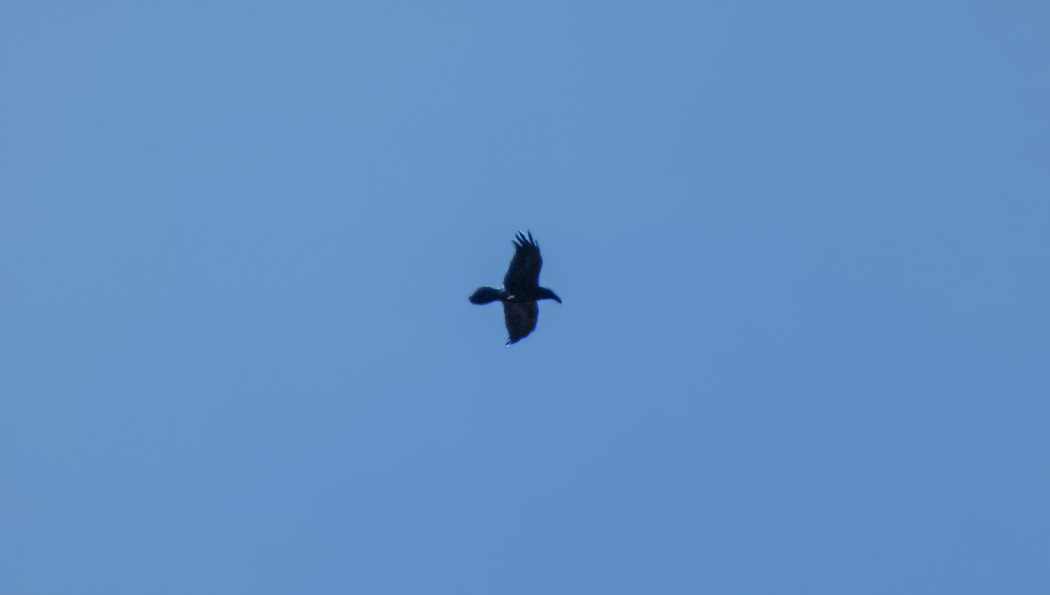 Northern Raven