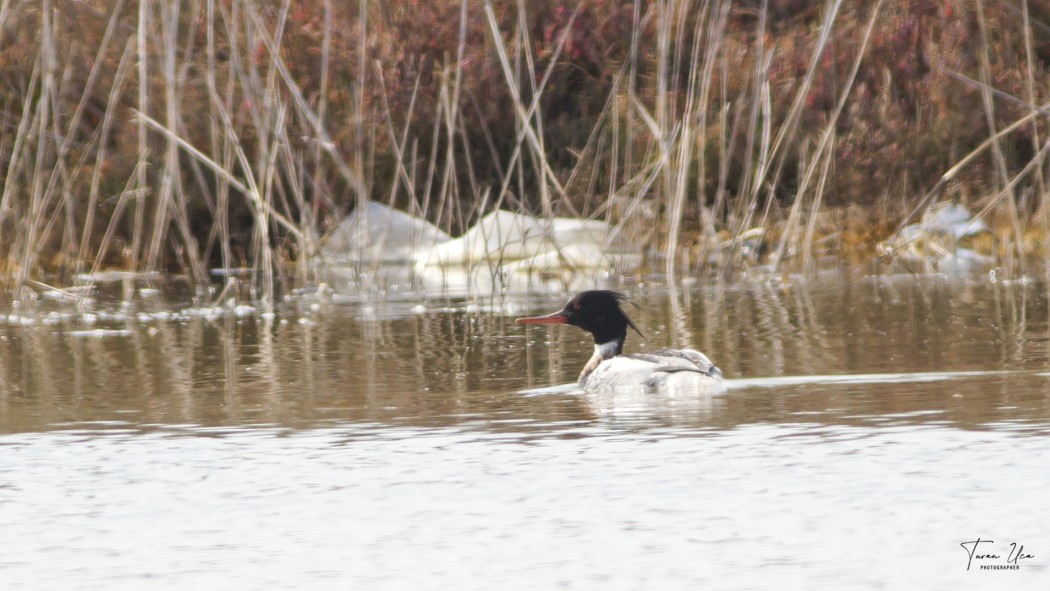 Red-breasted Merganser