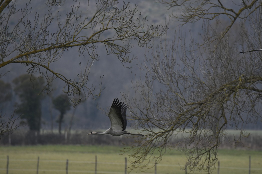 Common Crane