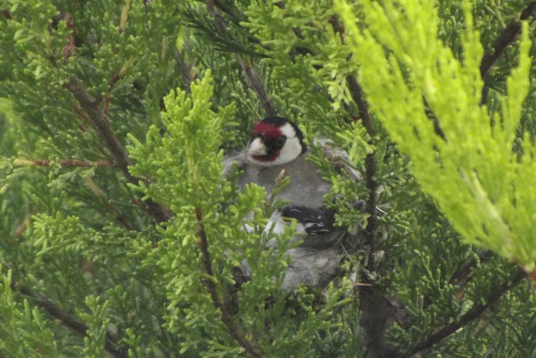 European Goldfinch