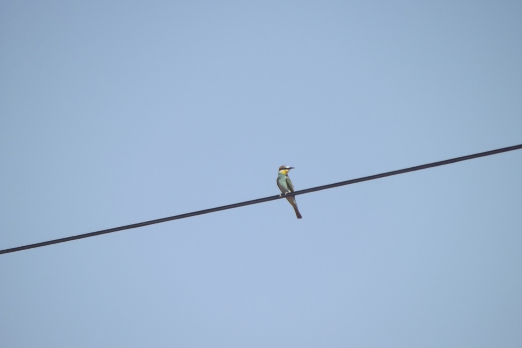 European Bee-eater