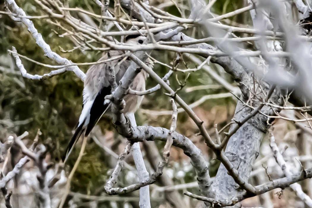 Eurasian Jay