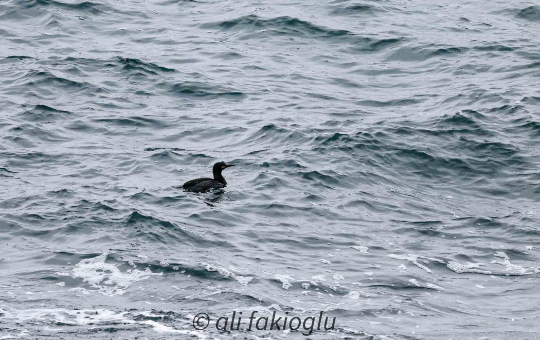European Shag