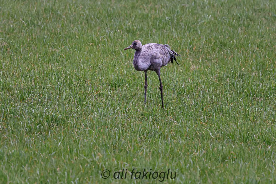 Common Crane