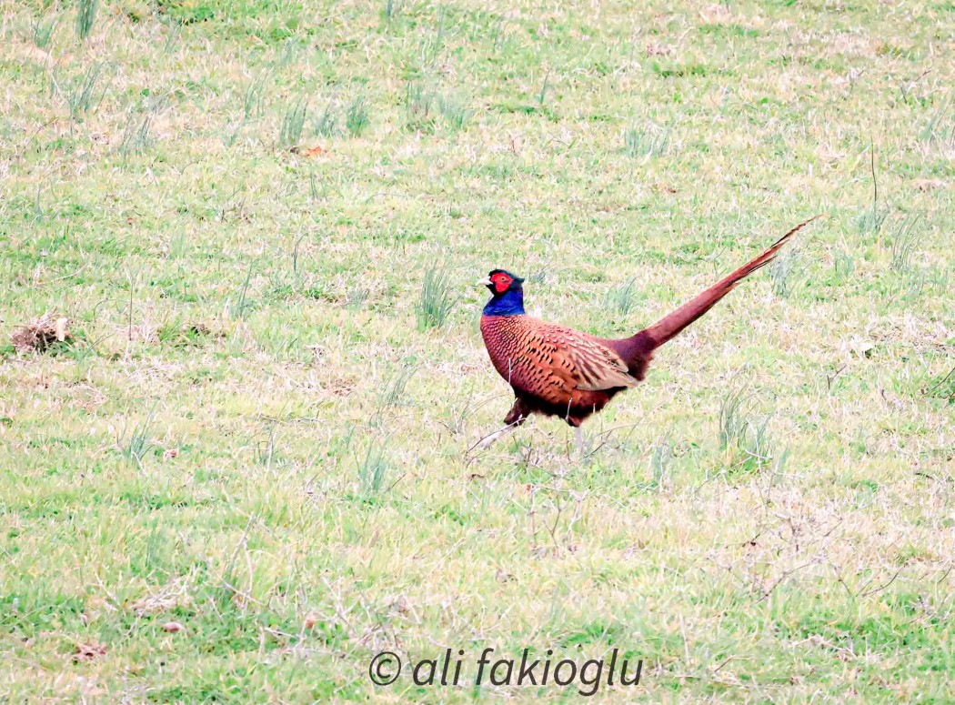 Common Pheasant