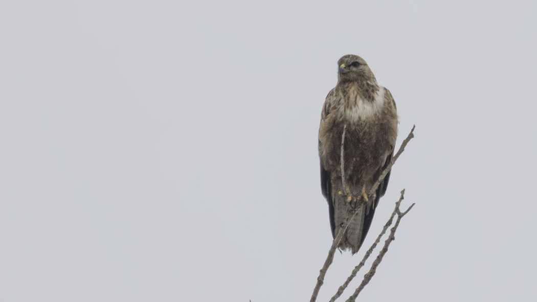 Common Buzzard