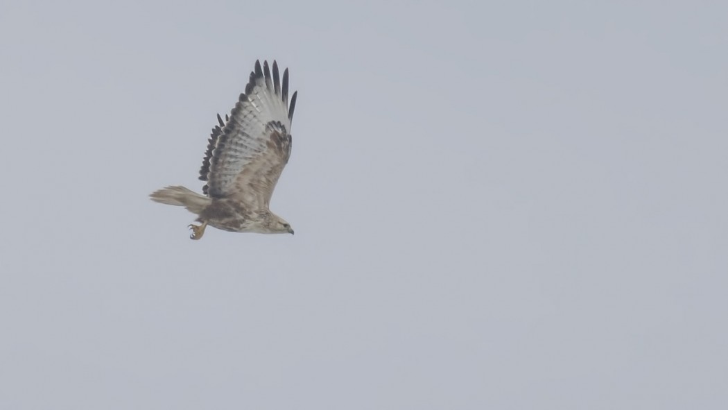 Long-legged Buzzard
