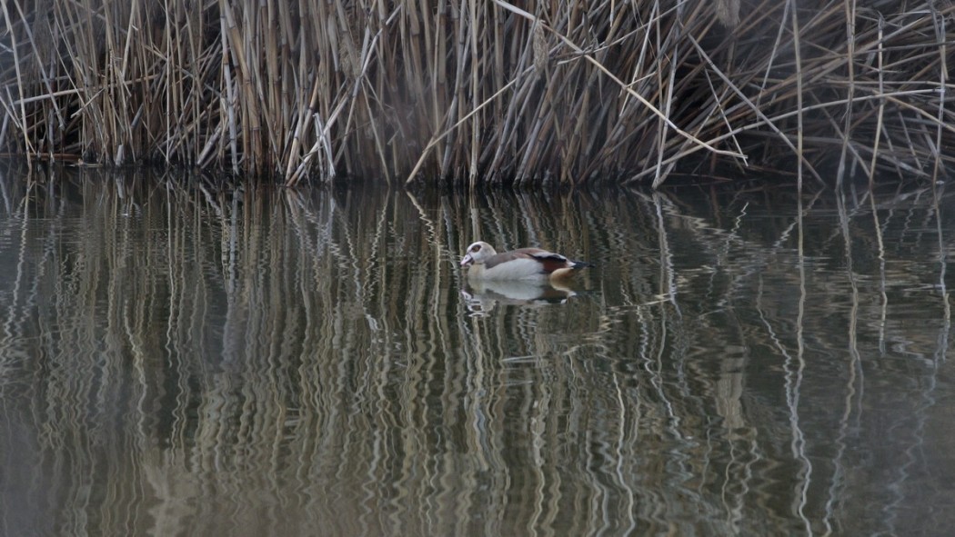 Egyptian Goose