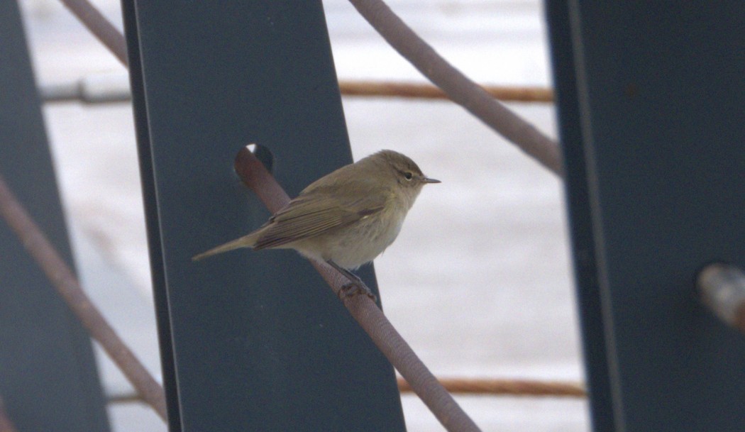 Common Chiffchaff