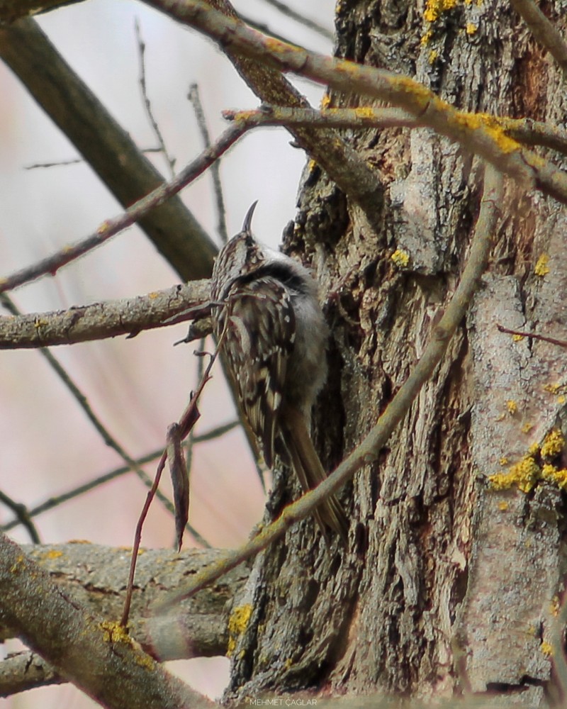 Short-toed Treecreeper