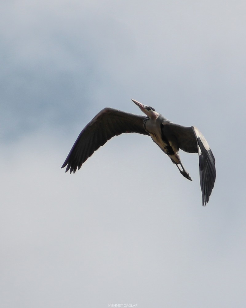 Grey Heron