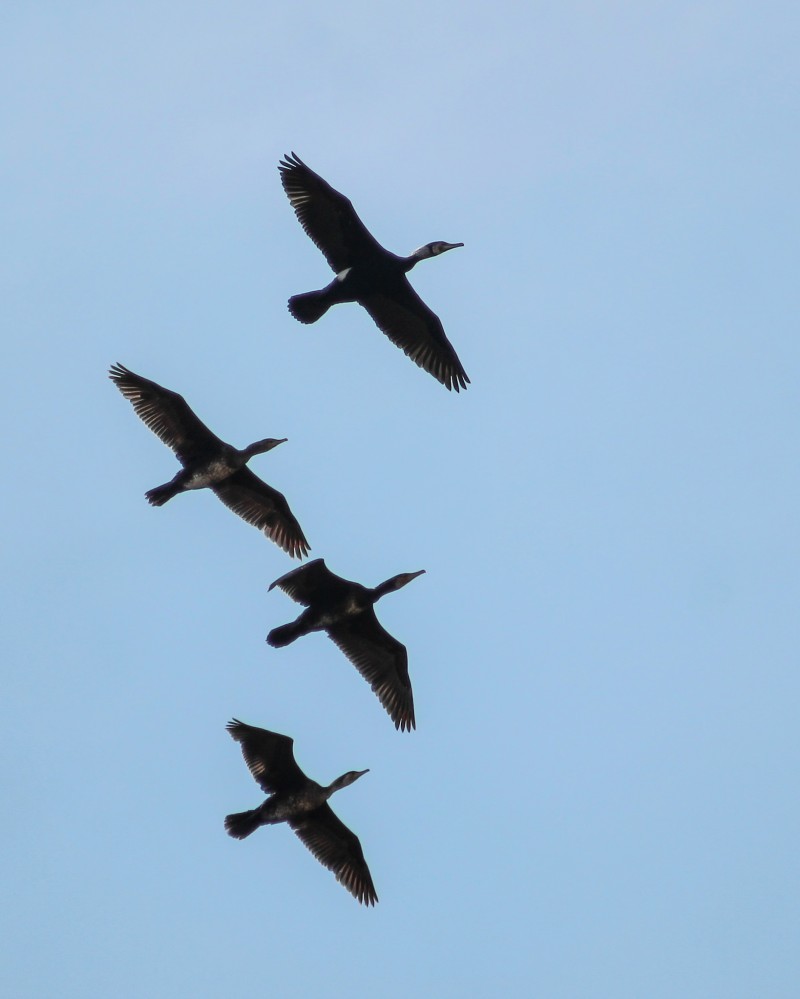 Great Cormorant
