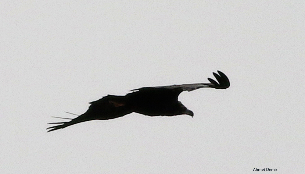 Cinereous Vulture