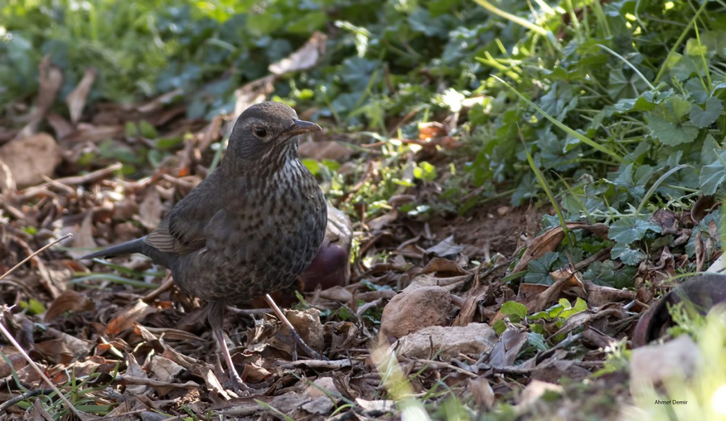 Common Blackbird