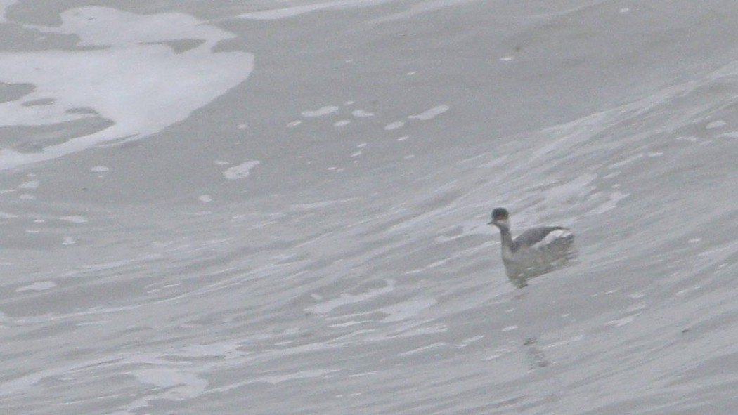 Black-necked Grebe