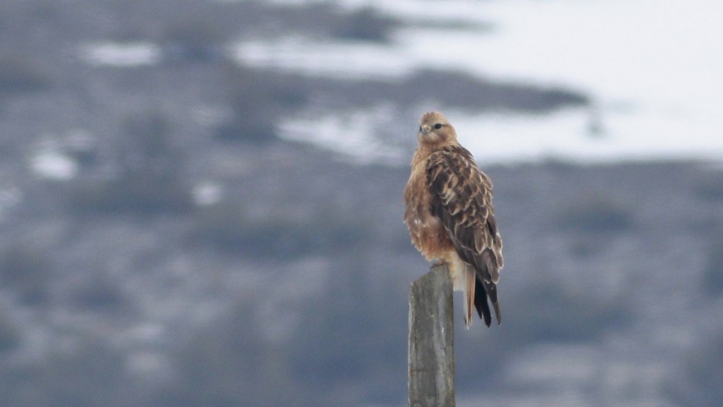 Common Buzzard