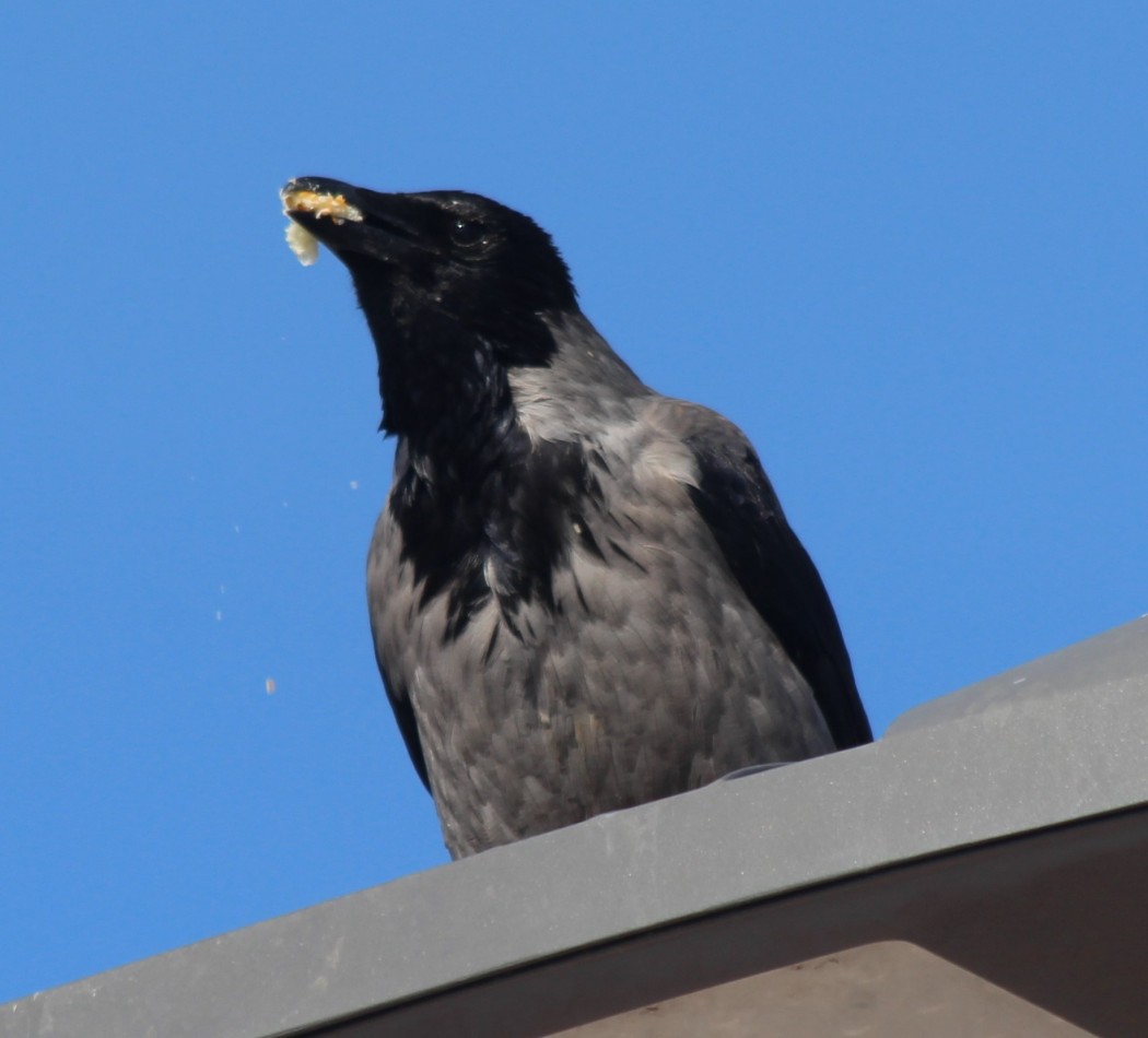 Hooded Crow