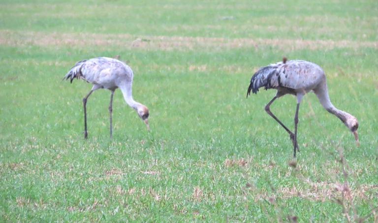Common Crane