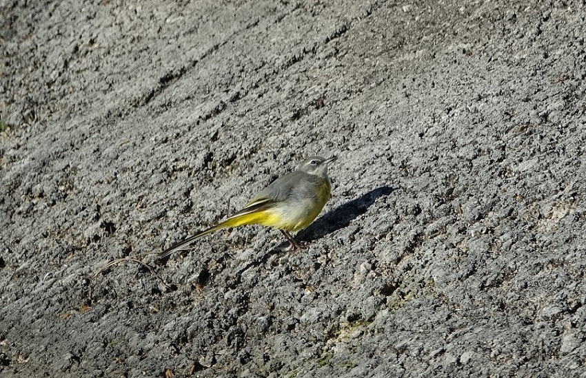 Grey Wagtail