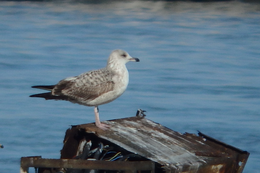 Armenian Gull