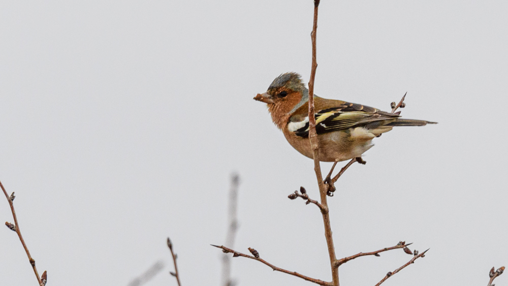 Eurasian Chaffinch