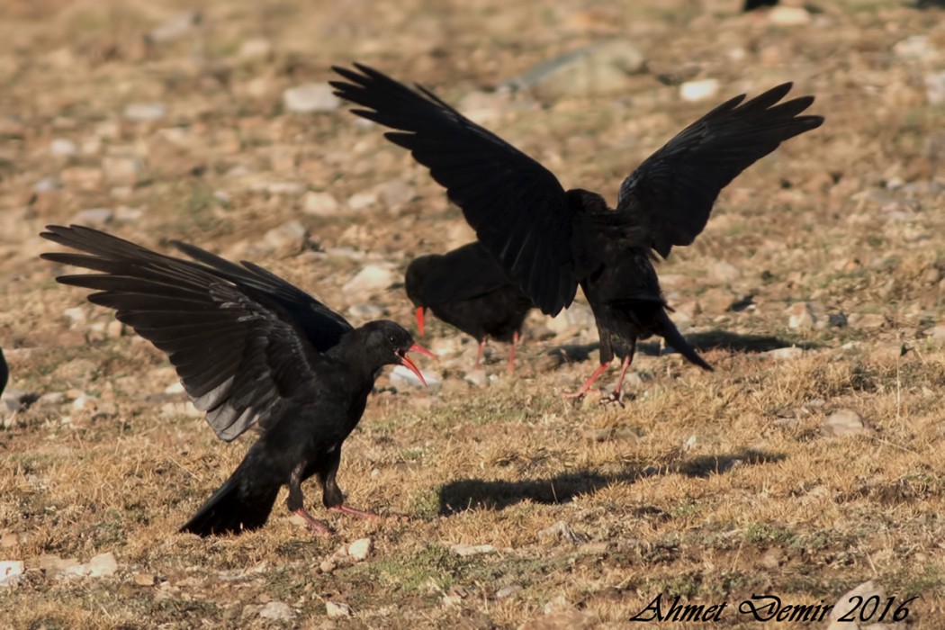 Red-billed Chough
