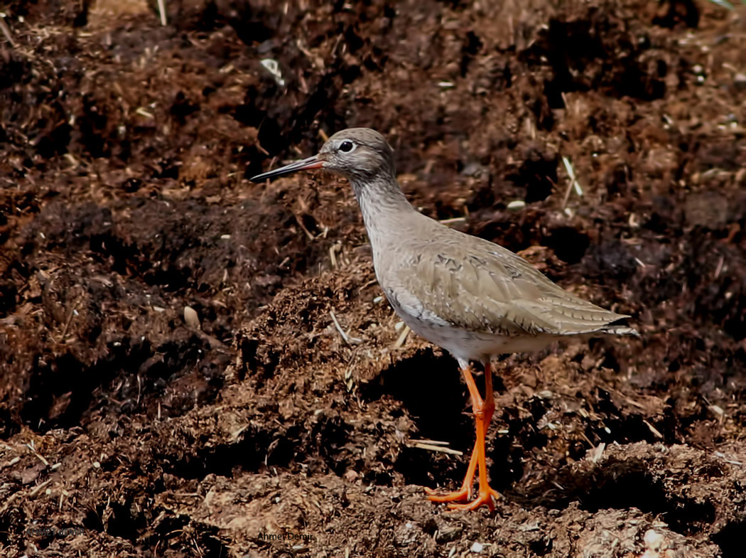Common Redshank