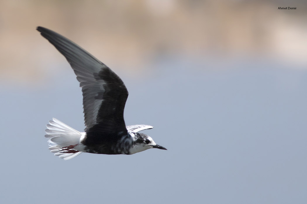 White-winged Tern