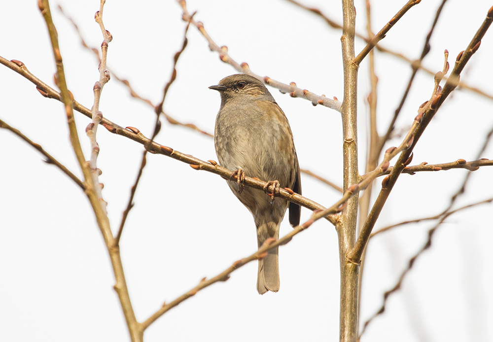 Dunnock