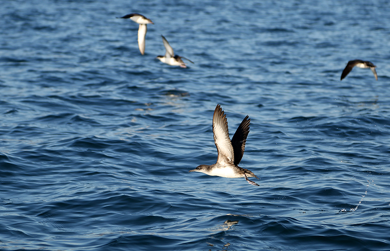 Yelkouan Shearwater