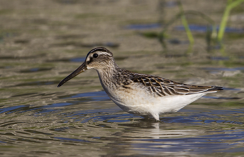 Broad-billed Sandpiper