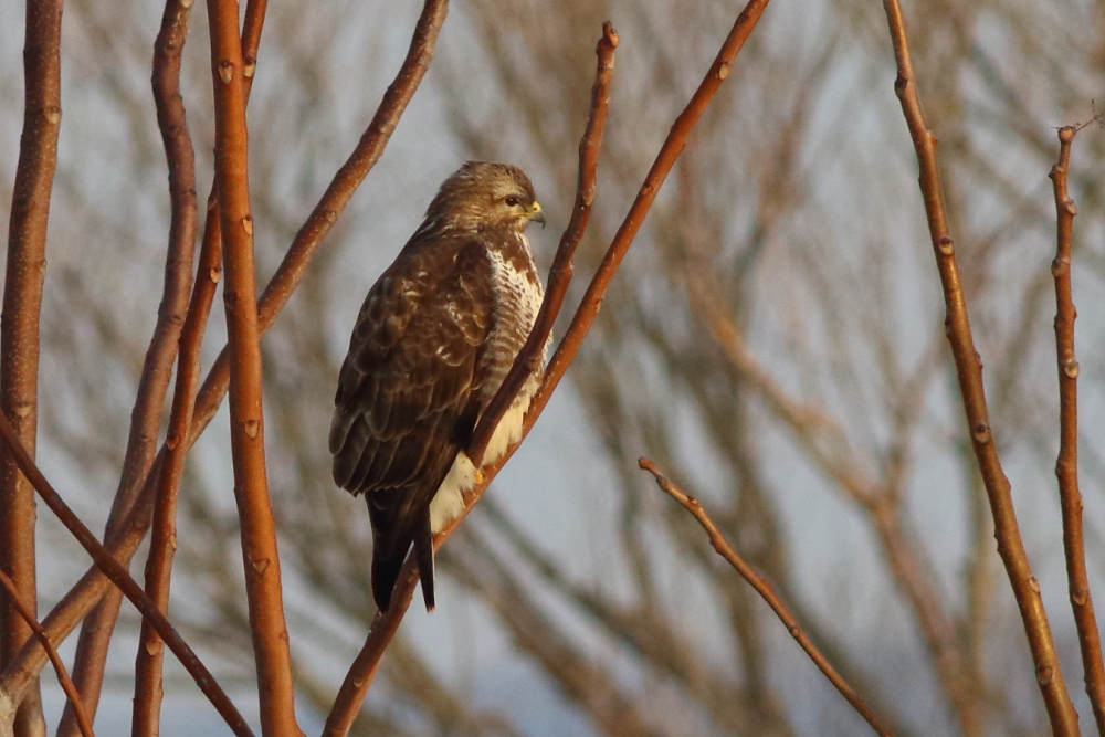 Common Buzzard