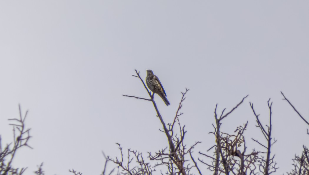 Mistle Thrush