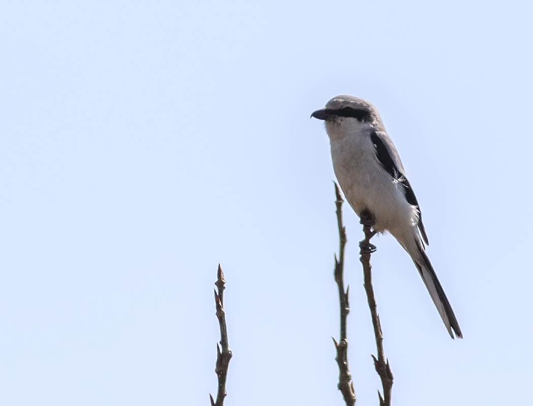 Great Grey Shrike