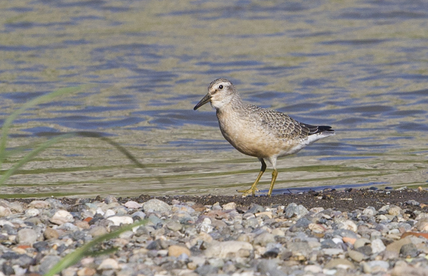 Red Knot