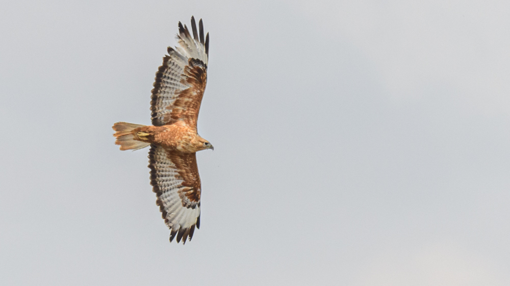Long-legged Buzzard