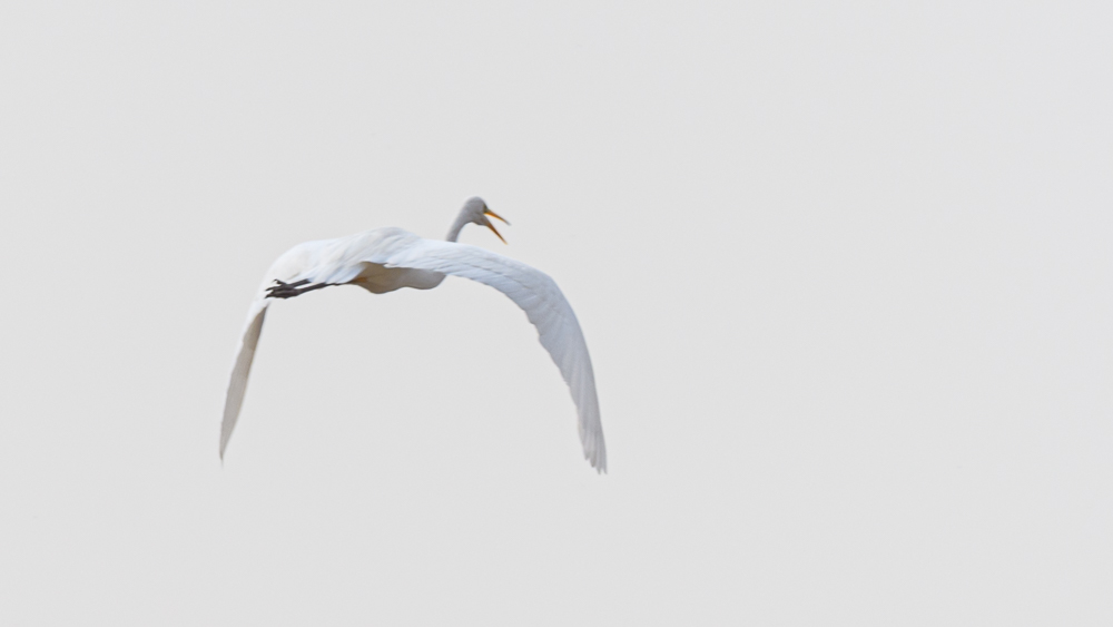 Great Egret