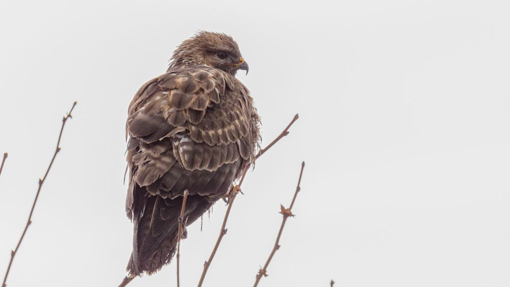 Common Buzzard