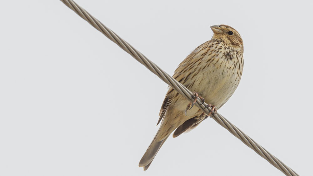 Corn Bunting