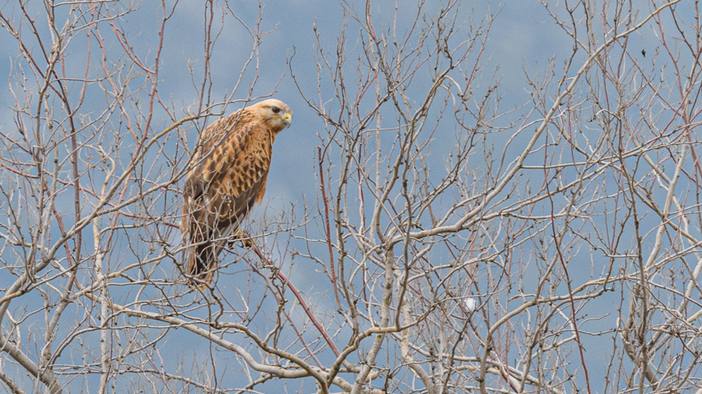 Long-legged Buzzard