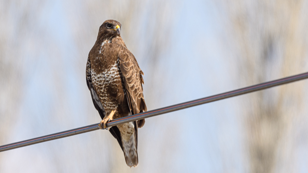 Common Buzzard