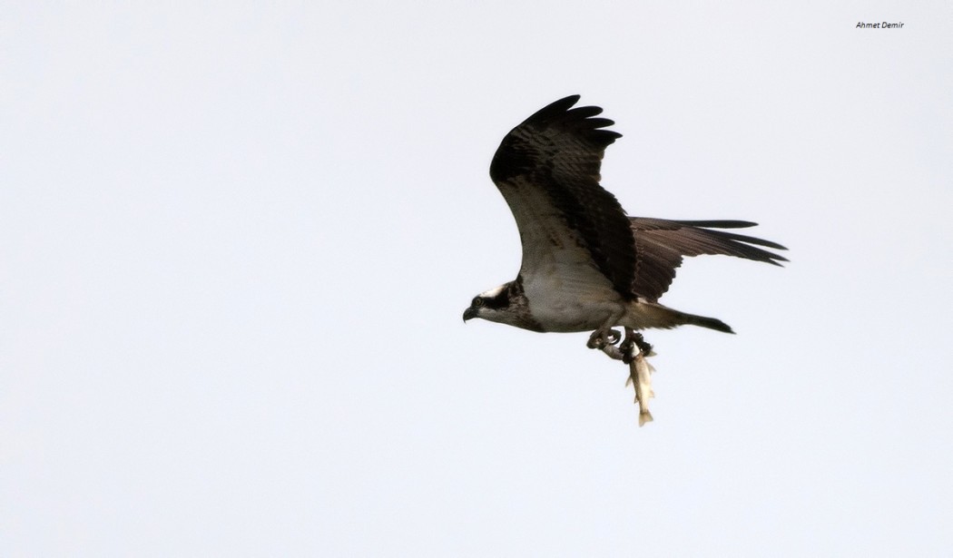 Osprey