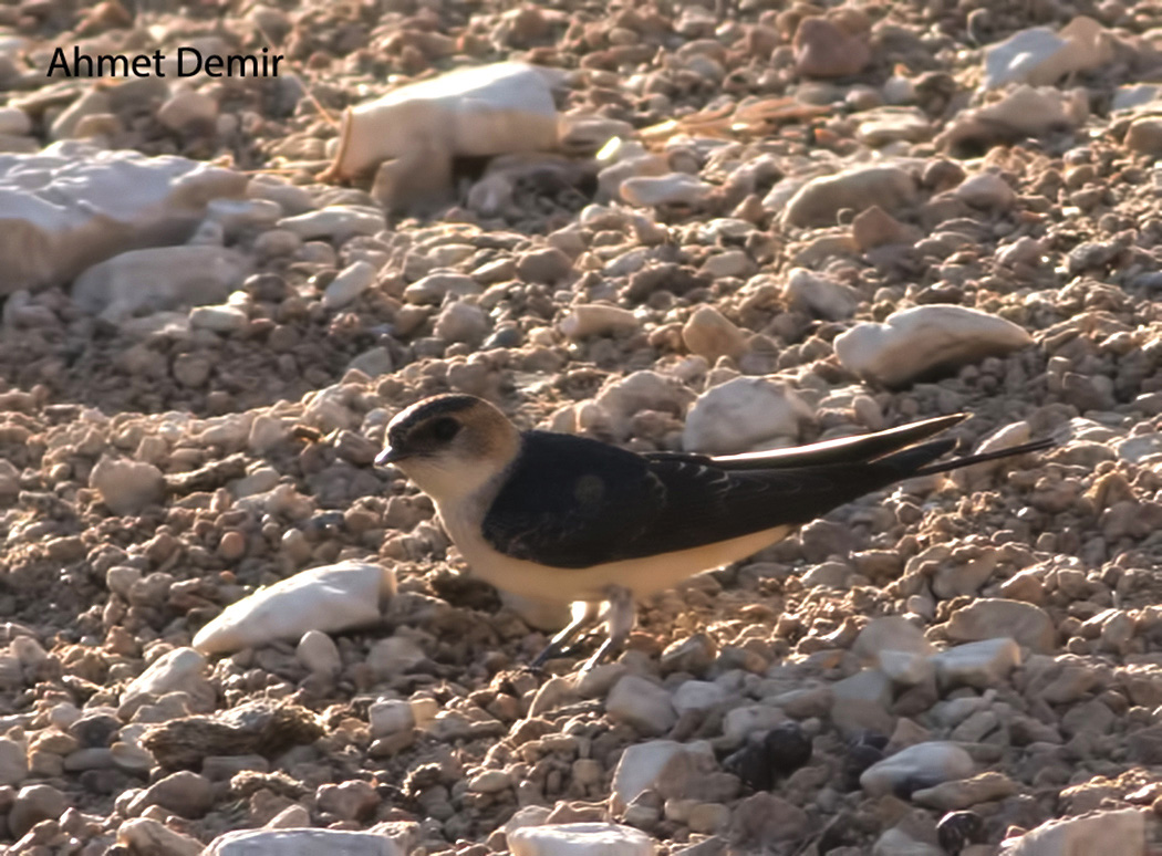European Red-rumped Swallow