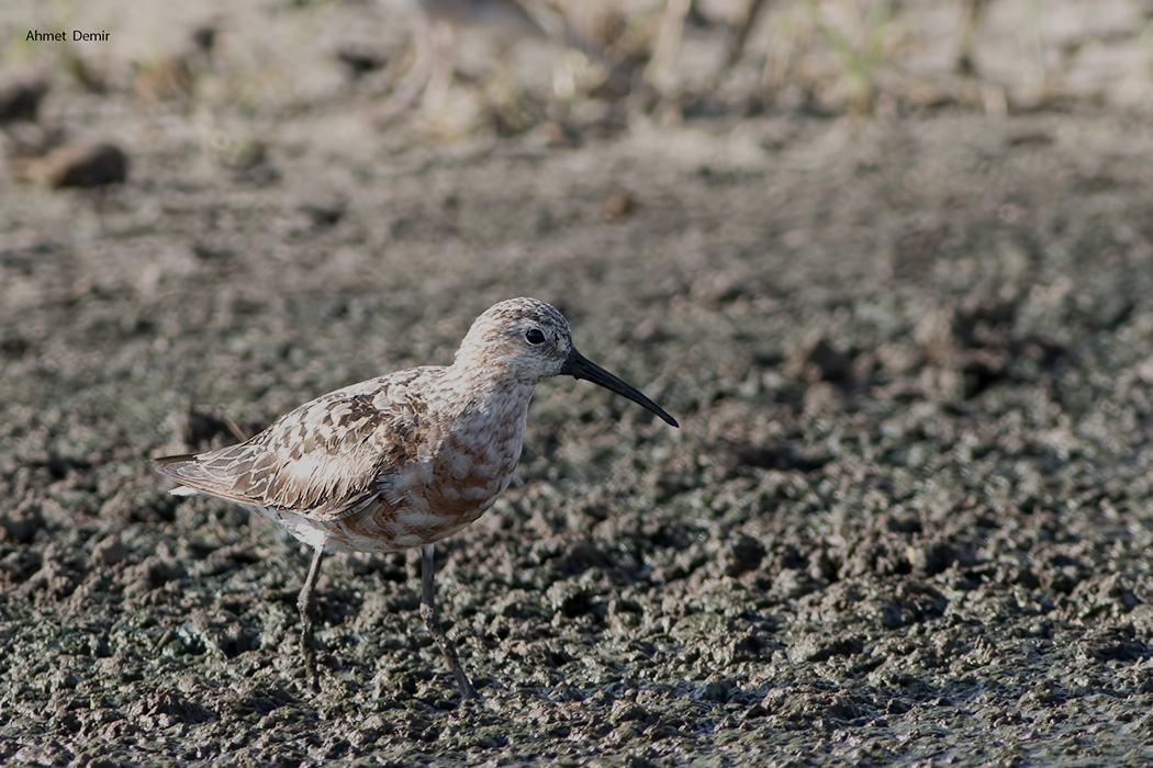 Curlew Sandpiper