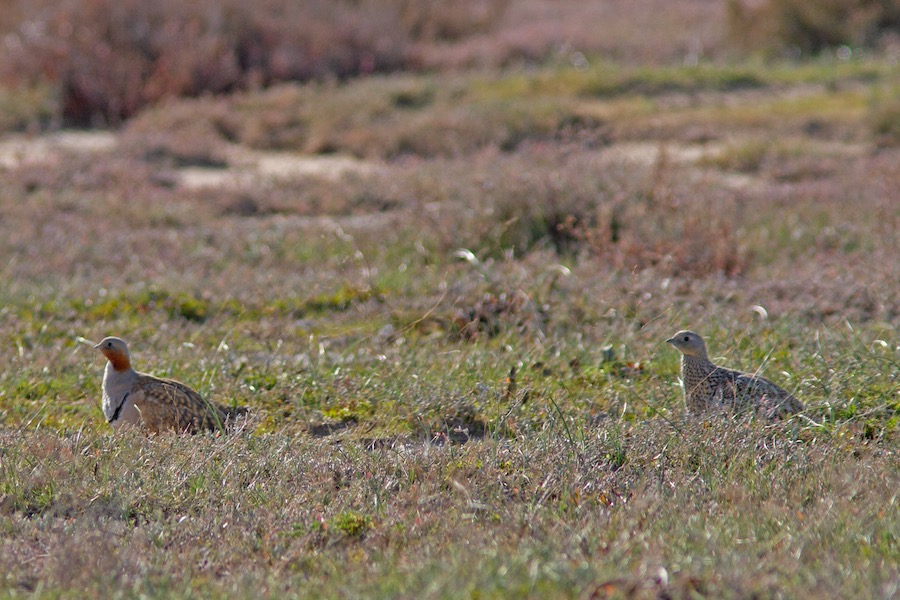 Black-bellied Sandgrouse